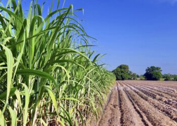 Produção de etanol e cana-de-açúcar deve crescer 6,4% em Goiás