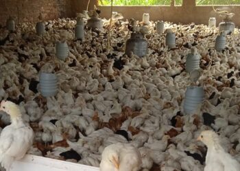 Merenda escolar: Senador Canedo inicia projeto de produção familiar