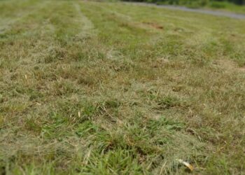 Roçagem no Residencial Buriti em Senador Canedo foi realizada após reclamação de moradores a Cidade FM
