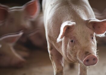 Goiás bate recorde no abate de suínos e frangos em 2022