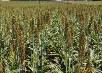 Goiás se isola na liderança da produção de sorgo e girassol no país