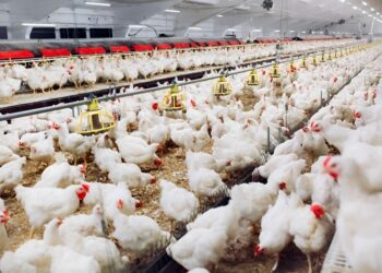 Governo de Goiás mantém alerta sobre gripe aviária e reforça medidas
