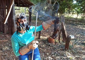 Agrodefesa intensifica monitoramento de morcegos para evitar a raiva em herbívoros em Goiás