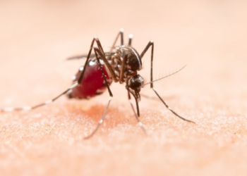 Estudo constata que maioria dos criadouros do Aedes está no lixo domiciliar