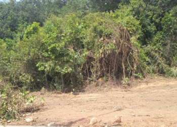 ONG Guardiões do Verde denuncia crime ambiental em Senador Canedo