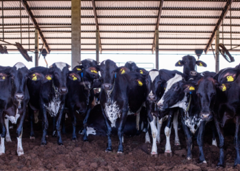 Goiás tem 98,53% do rebanho vacinado contra a raiva de herbívoros nos municípios de alto risco para a doença