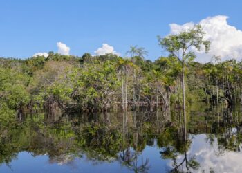 Sociedade social aposta em parcerias para recuperação florestal no país