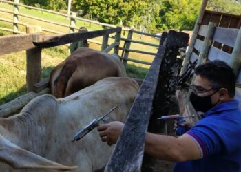 Enunciação de rebanho em Goiás começa na sexta