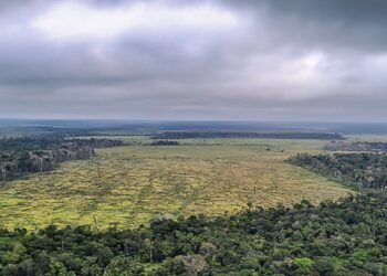 Degradação de florestas na Amazônia bate recorde mensal em setembro