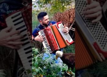 PAI E FILHO UM SHOW NA SANFONA #sanfona #sanfoneiros #shorts #shortshorts #shortmusic #musica #music