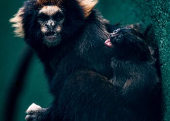 SP: Zoológico comemora sucesso em reprodução de saguis-da-serra-escuro
