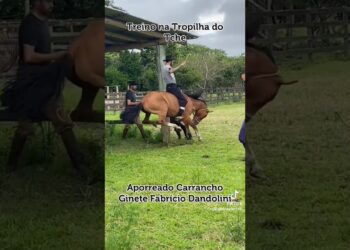 CAVALO REDOMÃO #sertanejo #sertanejoagro #acordeonistas #musica #herdade