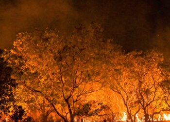 Amazônia tem diversidade empobrecida por incêndios florestais