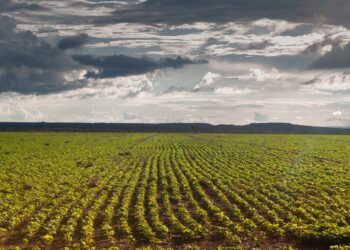 Produtor rural tem até 02 de janeiro para efetuar semeadura da soja em Goiás