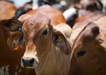 Declaração de rebanho deve ser feita até dia 31
