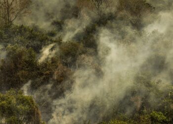 Governo aprova planos contra desmatamento no Pantanal e na Caatinga