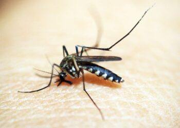Ministra da Saúde alerta contra riscos da dengue