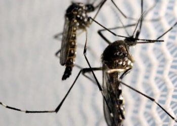 Dia D mobiliza população contra dengue neste sábado
