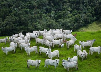 Agrodefesa reforça controle da brucelose e da tuberculose em Goiás – Portal Goiás