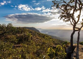 Desmatamento em Goiás tem queda de 71,9% – Portal Goiás
