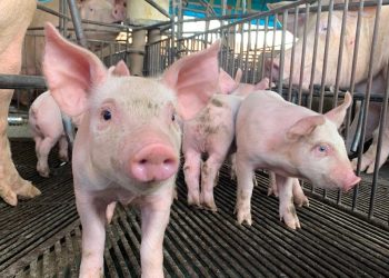 Estado mantém status sanitário de área livre de Peste Suína Clássica – Portal Goiás