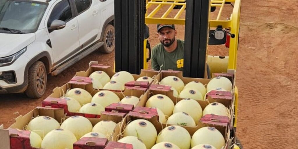 Agrodefesa garante segurança fitossanitária e Goiás inicia exportação de melão para Argentina – Portal Goiás