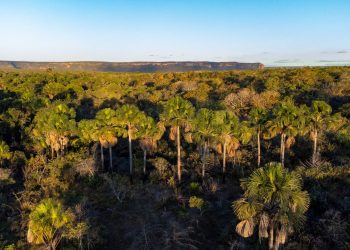 Goiás remunera produtores rurais que preservam Cerrado – Portal Goiás