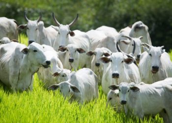 primeira etapa começa em 1º de maio – Portal Goiás