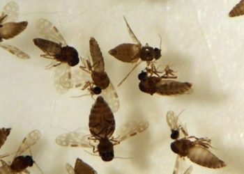 Saúde alerta! Primeiro caso de febre Oropouche foi encontrado em Anápolis – Portal Goiás