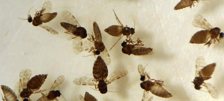 Saúde alerta! Primeiro caso de febre Oropouche foi encontrado em Anápolis – Portal Goiás