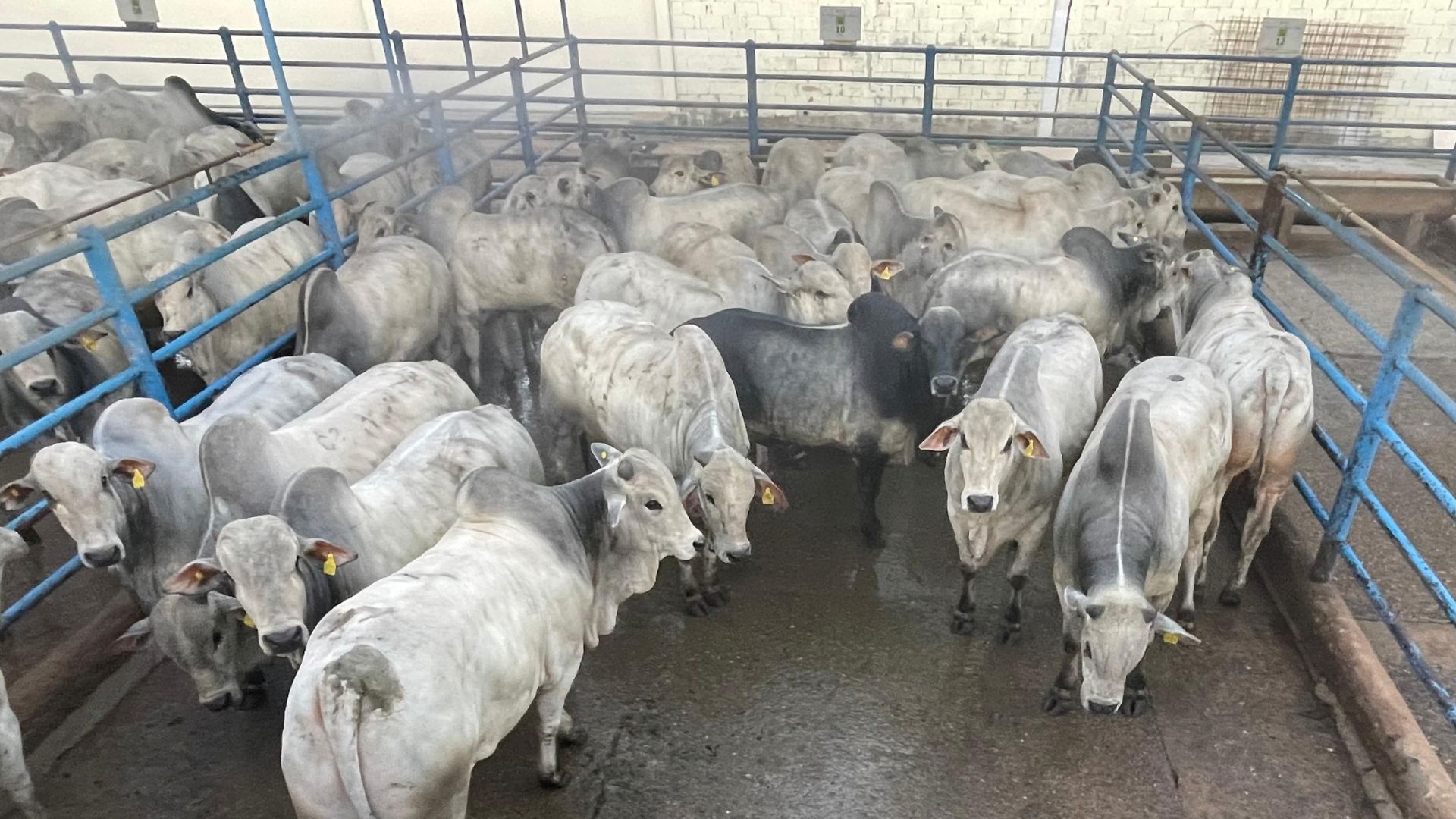 Grupo Agroparanã vence a etapa de Senador Canedo-GO