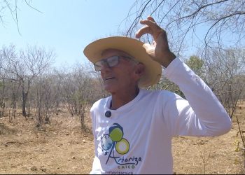 como o sertanejo utiliza plantas e animais para prever chuvas